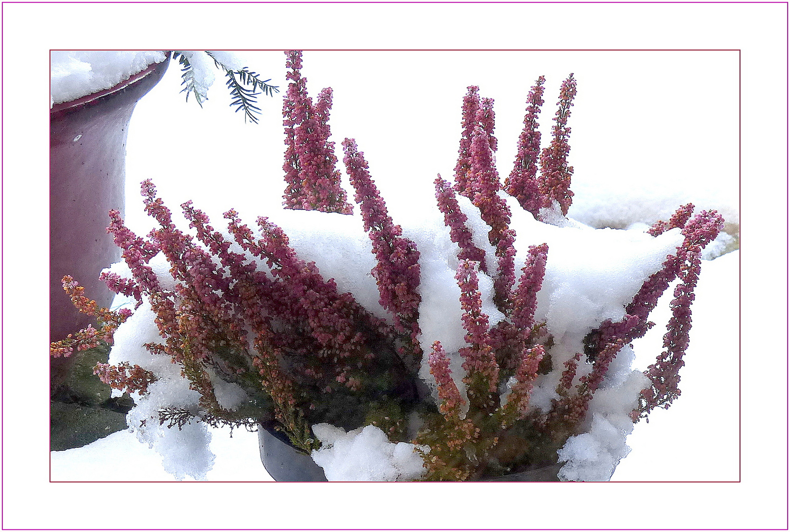 Erika im Schnee