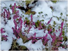 Erika im Schnee