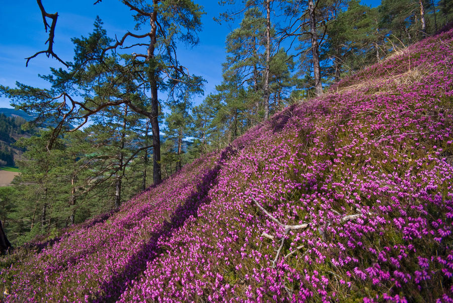 Erikablüte in der Steiermark