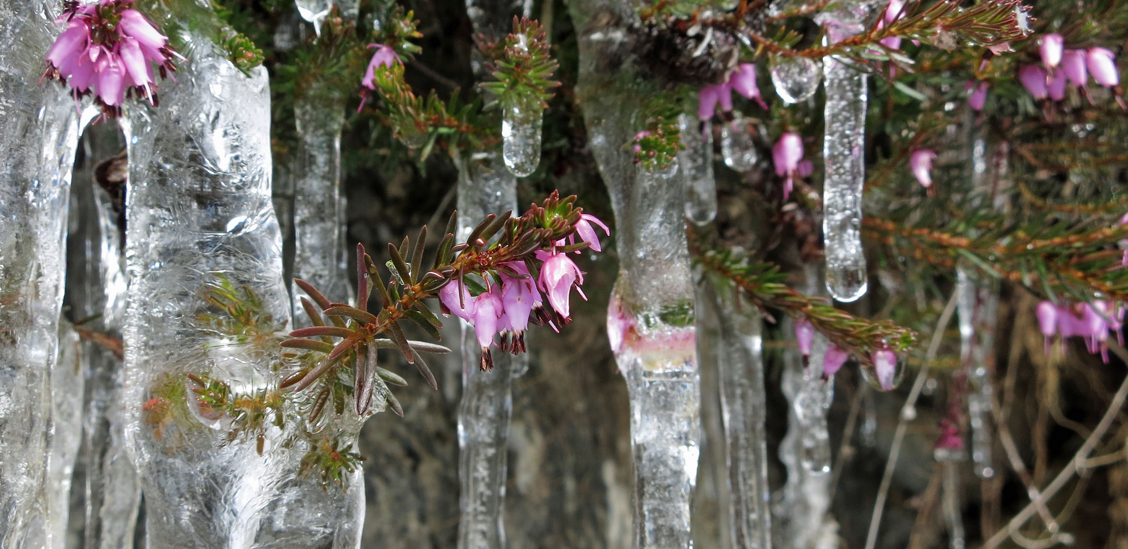 Erikablüten im Eis *1