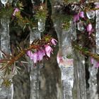 Erikablüten im Eis *1