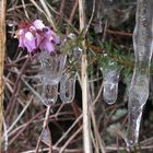 Erikablüten im Eis *2