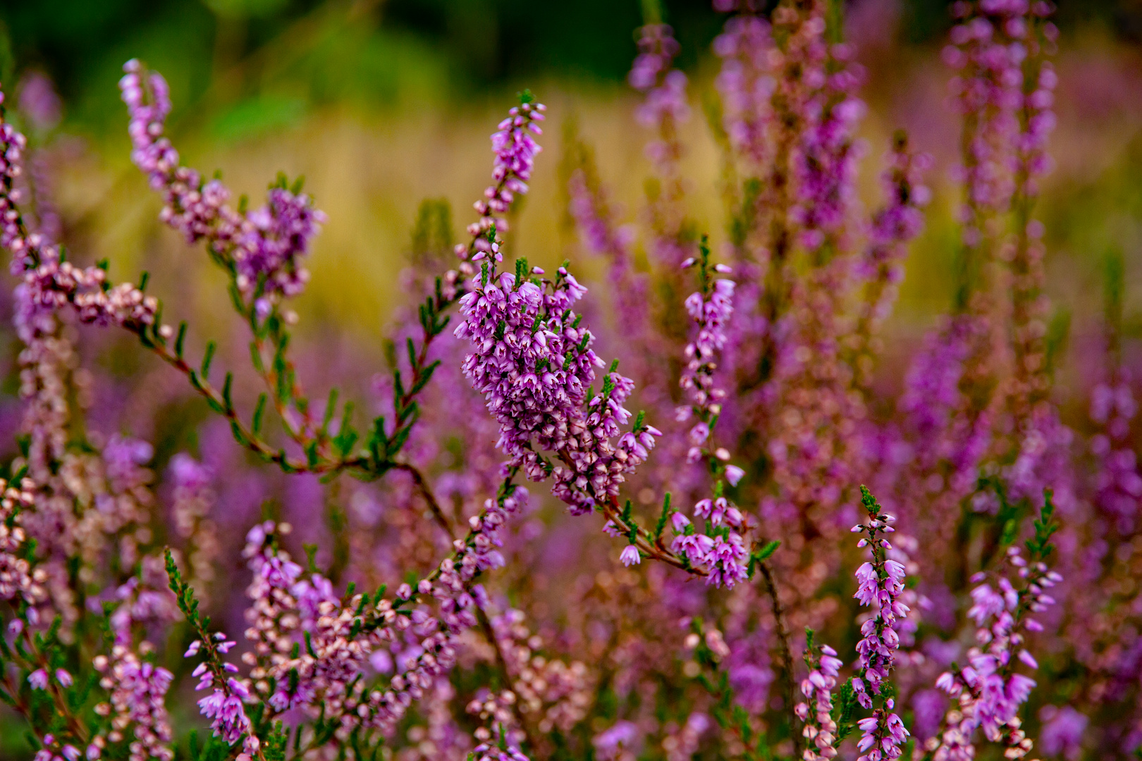 Erikablüten im NSG Wahner Heide