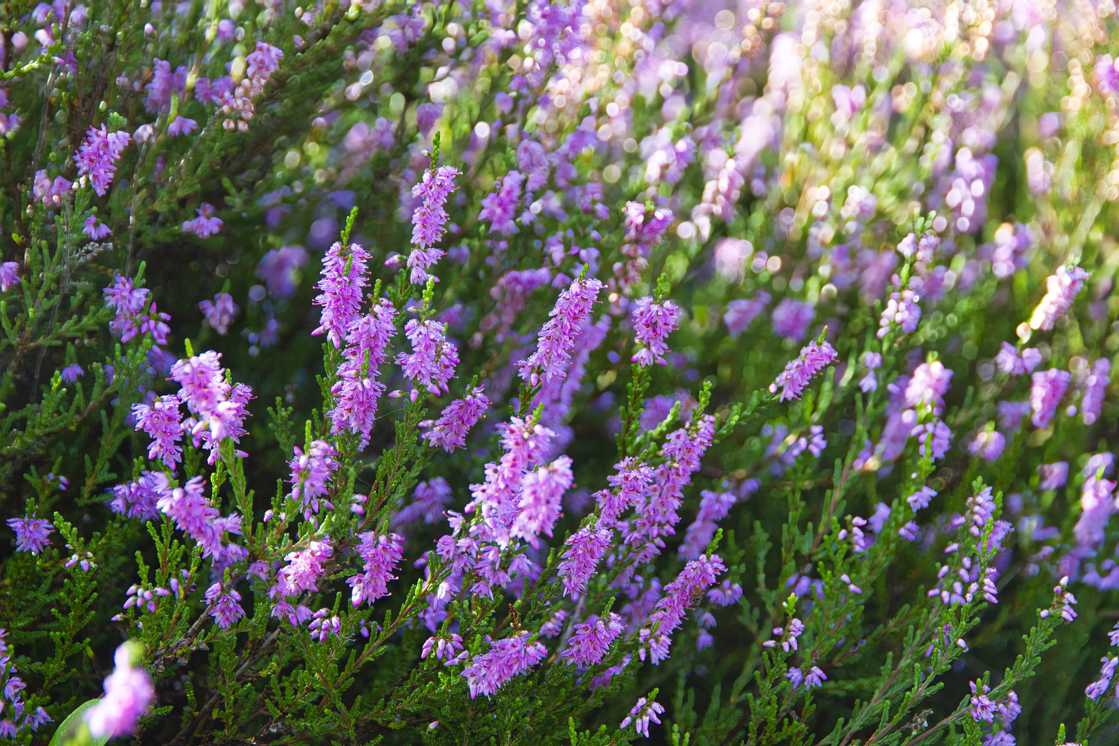 Erikablüten in der Wahner Heide