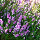 Erikablüten in der Wahner Heide