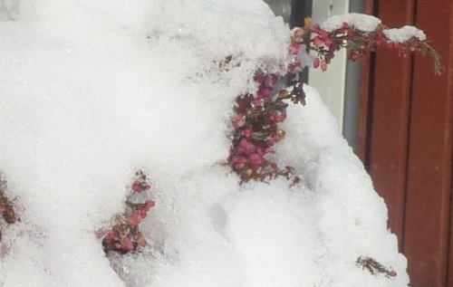 Erikaheide kämpft sich durch den Schnee