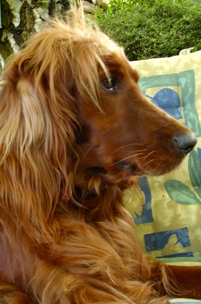 Erin, 6 Jahre alte Irish Red Setter Hündin