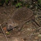 erinaceidae (igel)