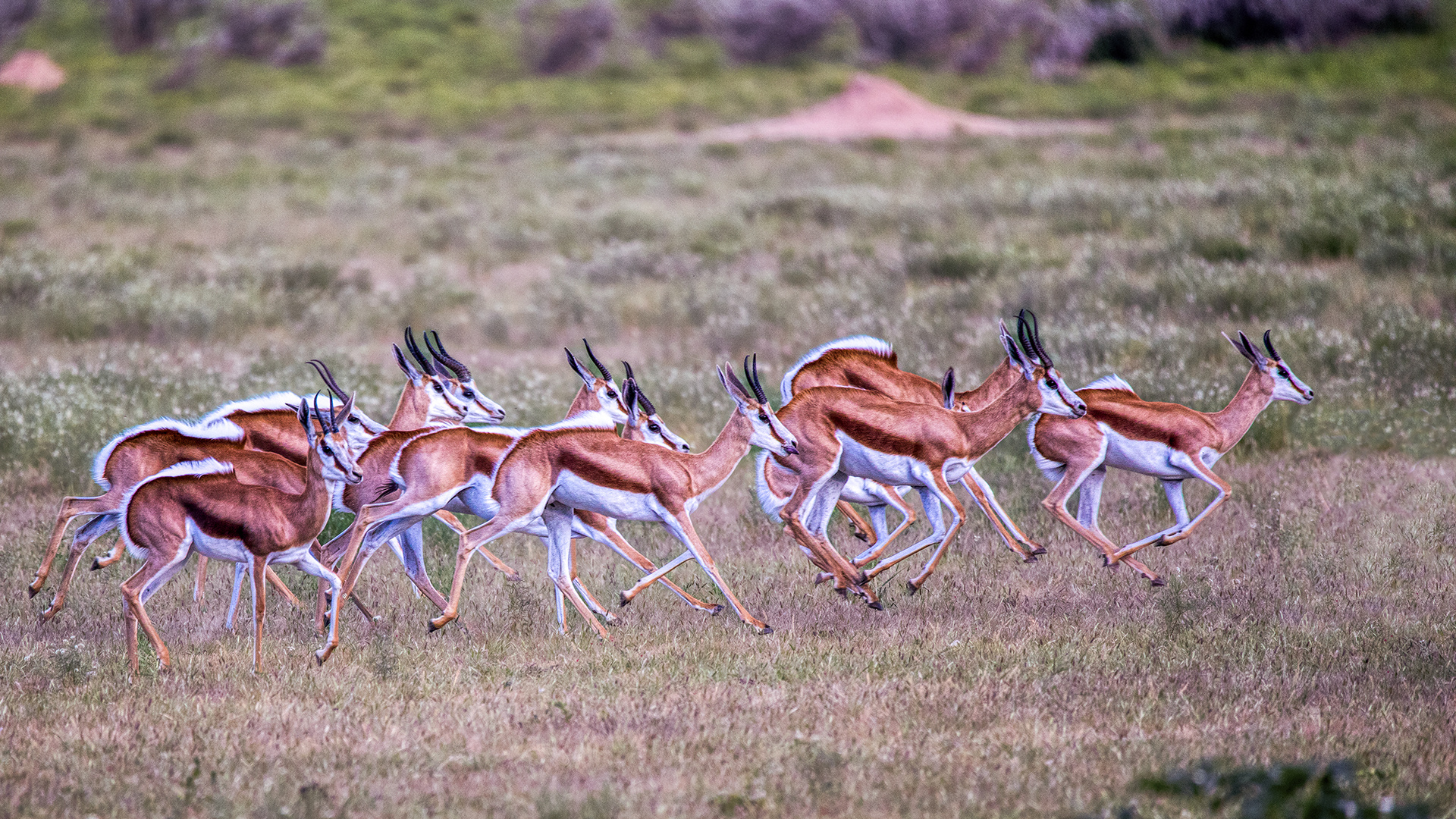 ERINDI PRIVATE GAME RESERVE (103)