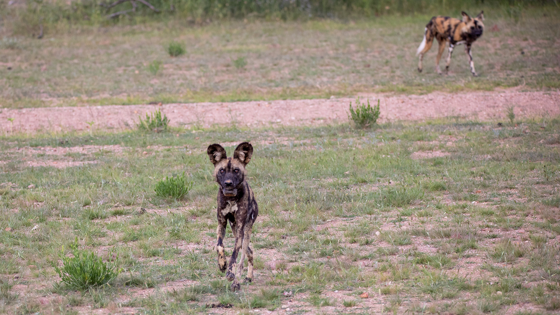 ERINDI PRIVATE GAME RESERVE (110)