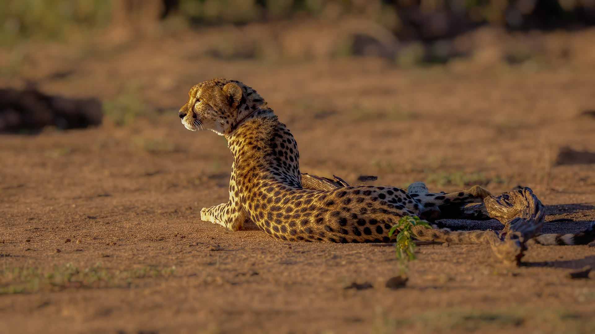 ERINDI PRIVATE GAME RESERVE (127)