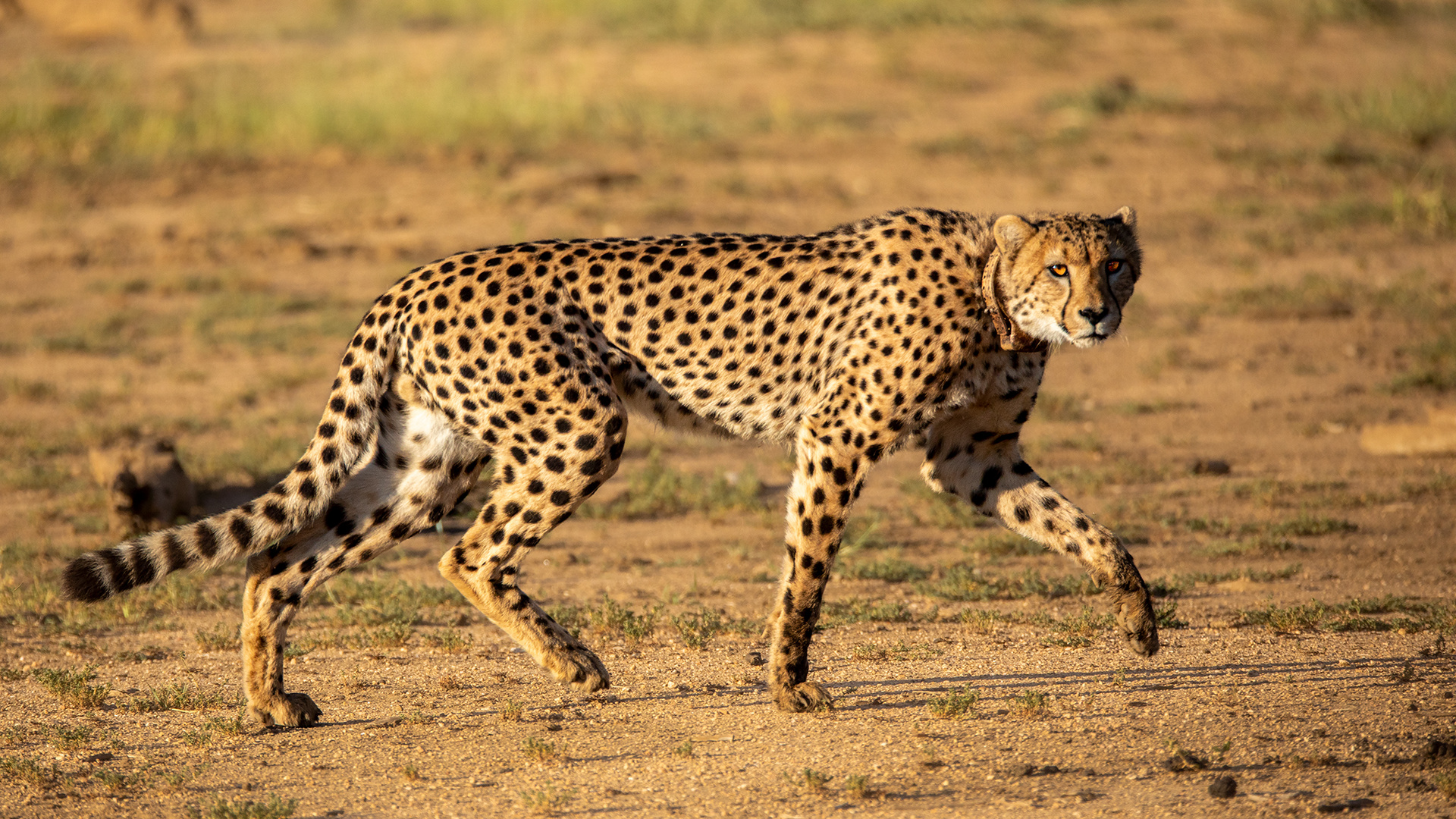 ERINDI PRIVATE GAME RESERVE (129)