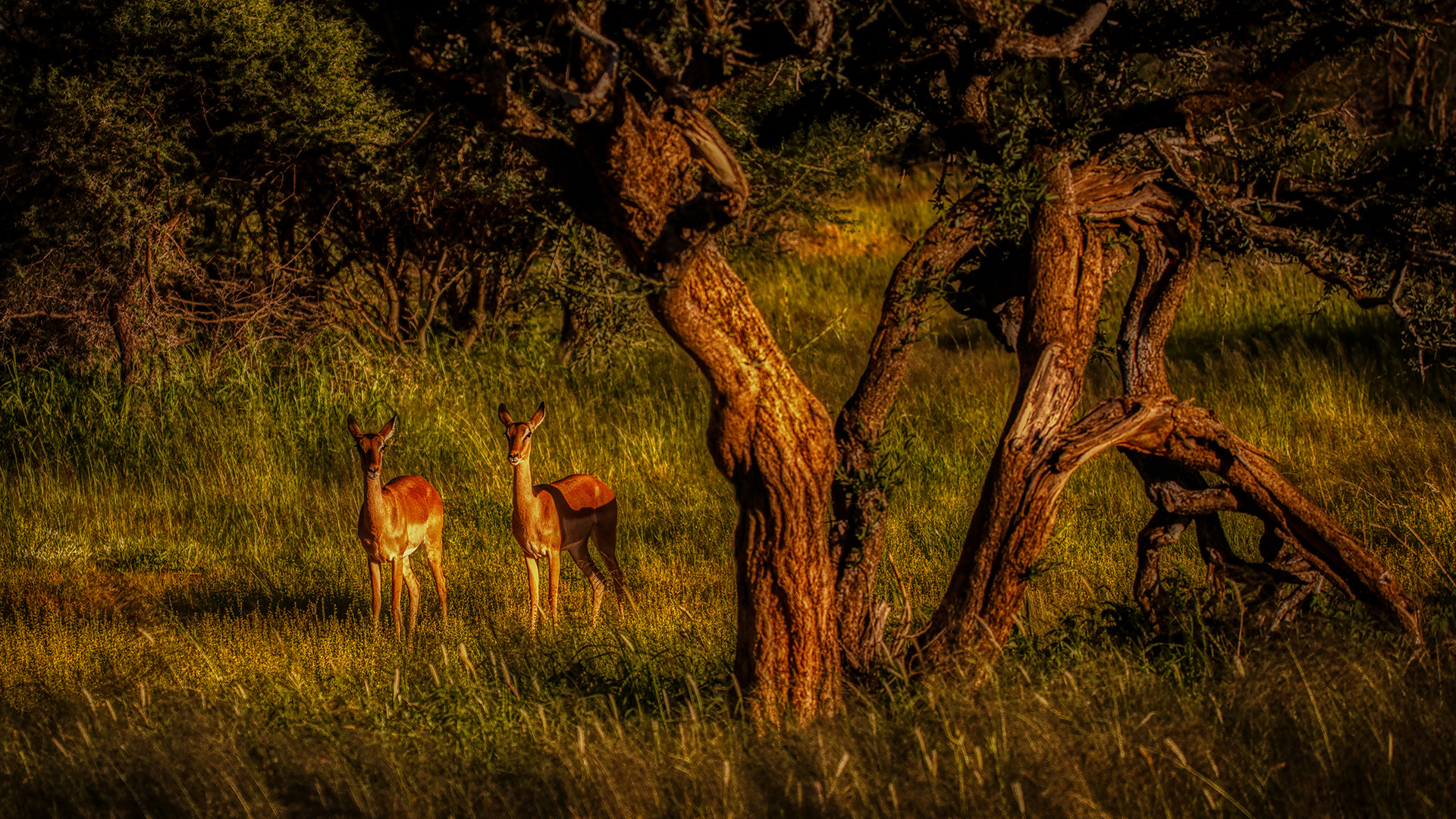 ERINDI PRIVATE GAME RESERVE (132)