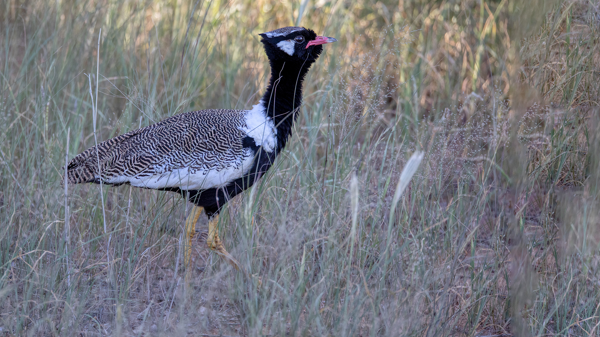 ERINDI PRIVATE GAME RESERVE (23)