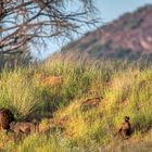 ERINDI PRIVATE GAME RESERVE (44)