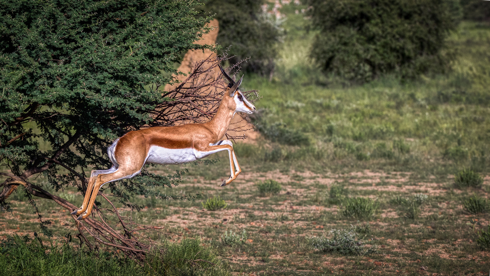 ERINDI PRIVATE GAME RESERVE (56)