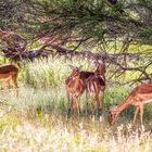 ERINDI PRIVATE GAME RESERVE (6)