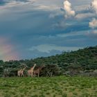 ERINDI PRIVATE GAME RESERVE (70)