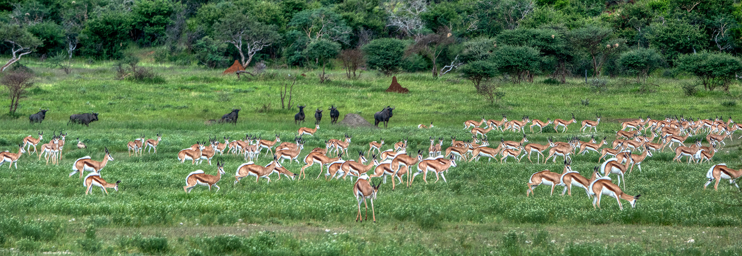 ERINDI PRIVATE GAME RESERVE (71)