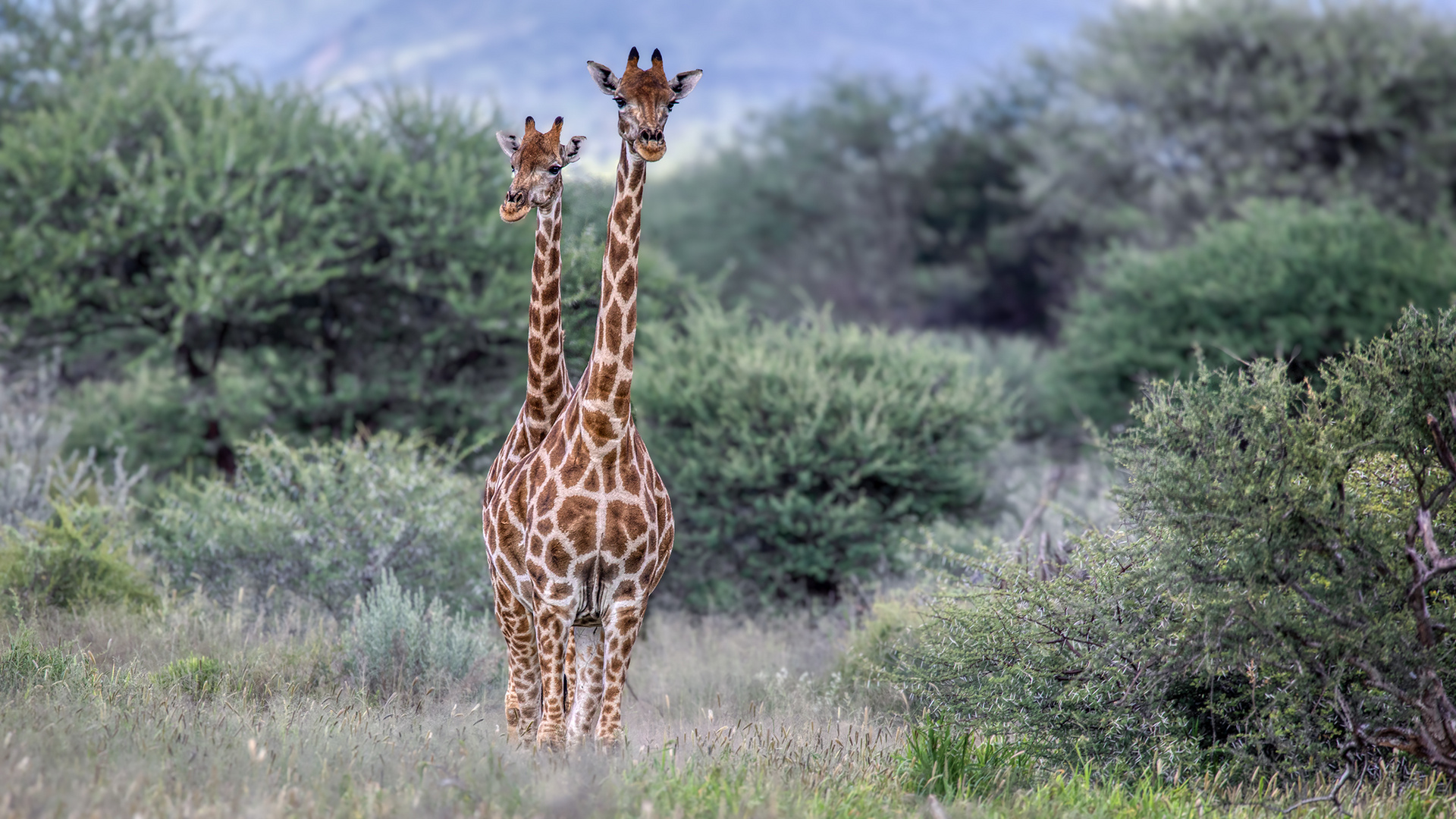 ERINDI PRIVATE GAME RESERVE (72)