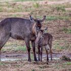 ERINDI PRIVATE GAME RESERVE (81)