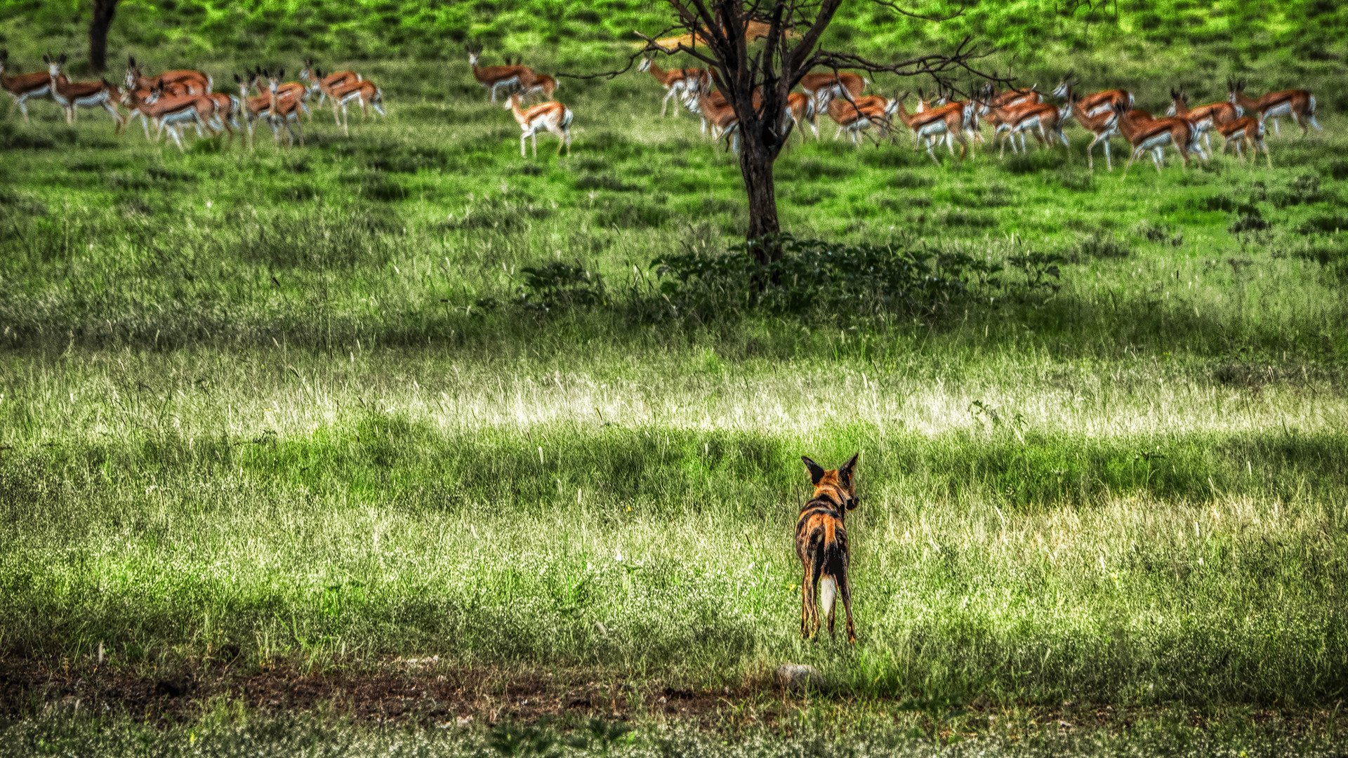 ERINDI PRIVATE GAME RESERVE (85)