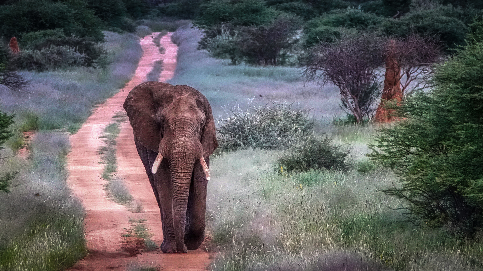 ERINDI PRIVATE GAME RESERVE (96)