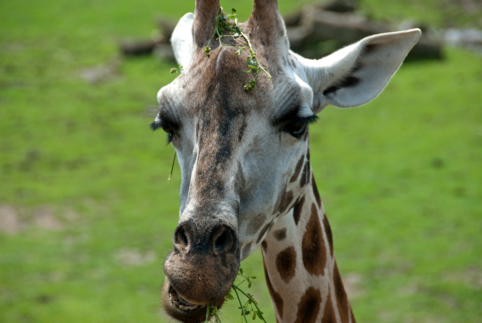 Erinert mich an Melman von Madagascar ;-)