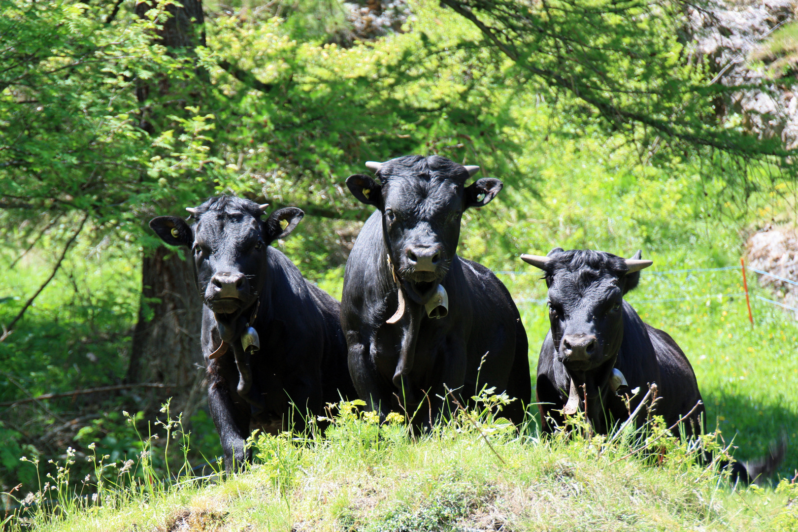 Eringer Jungendfreundschaft