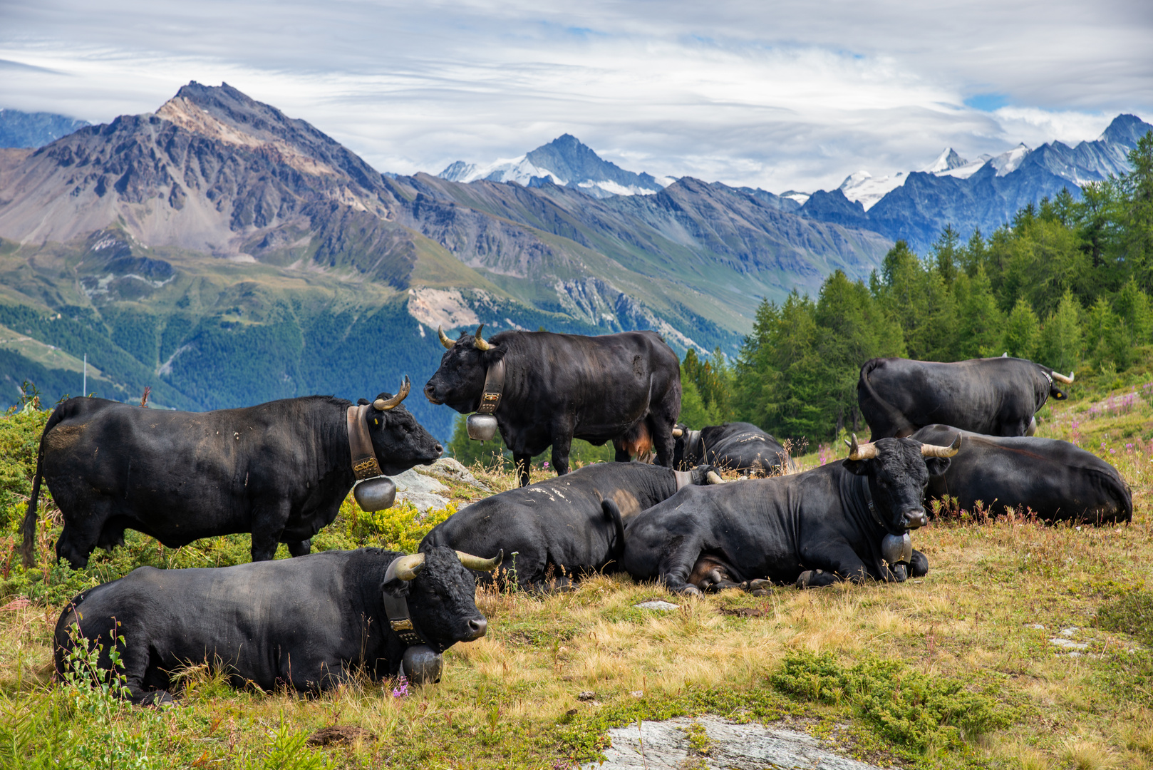 Eringerkühe auf der Alm