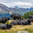 Eringerkühe auf der Alm