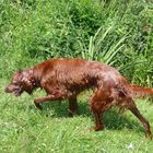 Erini 6 Jahre alte Irish Red Setter Hündin