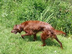 Erini 6 Jahre alte Irish Red Setter Hündin