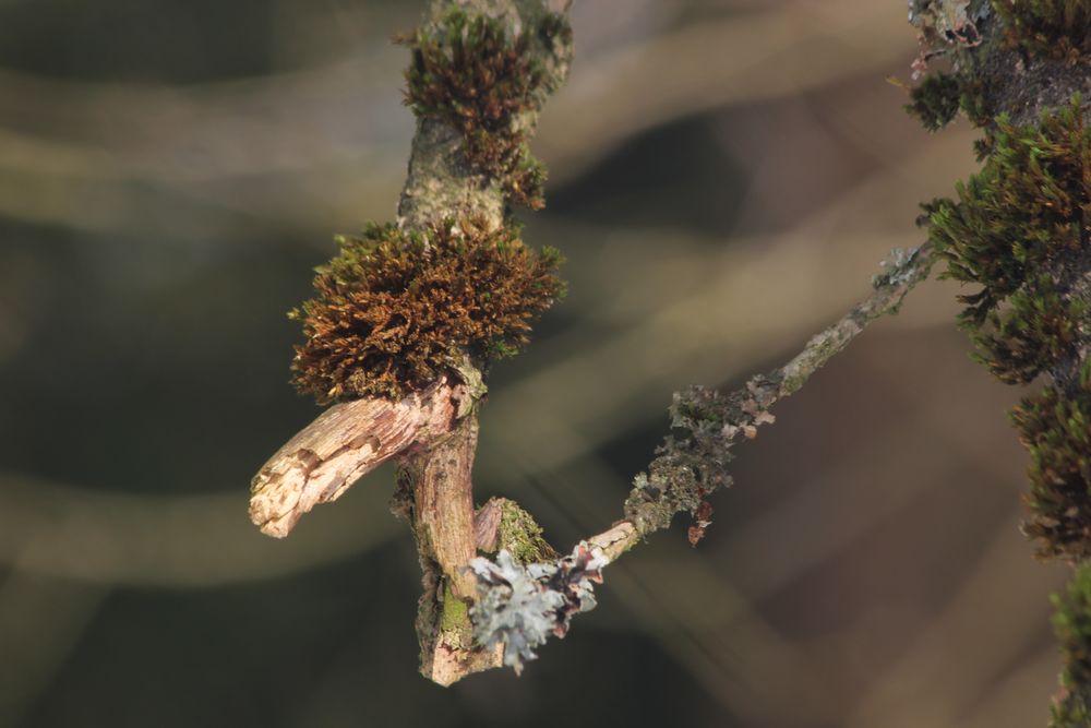 erinnert an einen Vogel