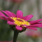 Erinnerung an den Balkon-Sommer