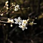 Erinnerung an den Frühling