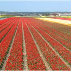 Erinnerung an den Frühling 2