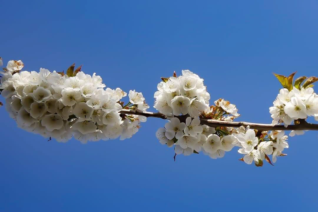 Erinnerung an den Frühling 2