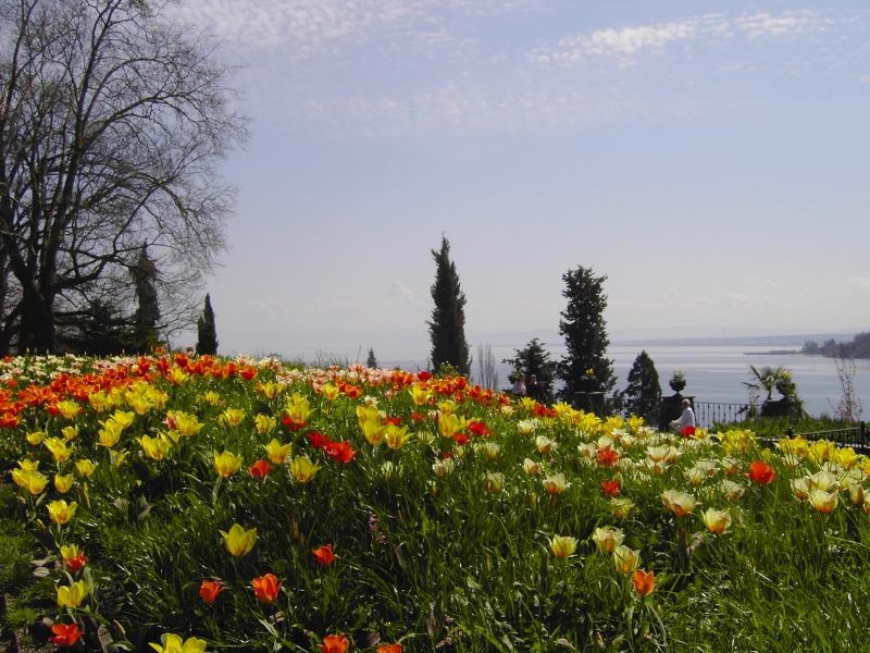 Erinnerung an den Frühling