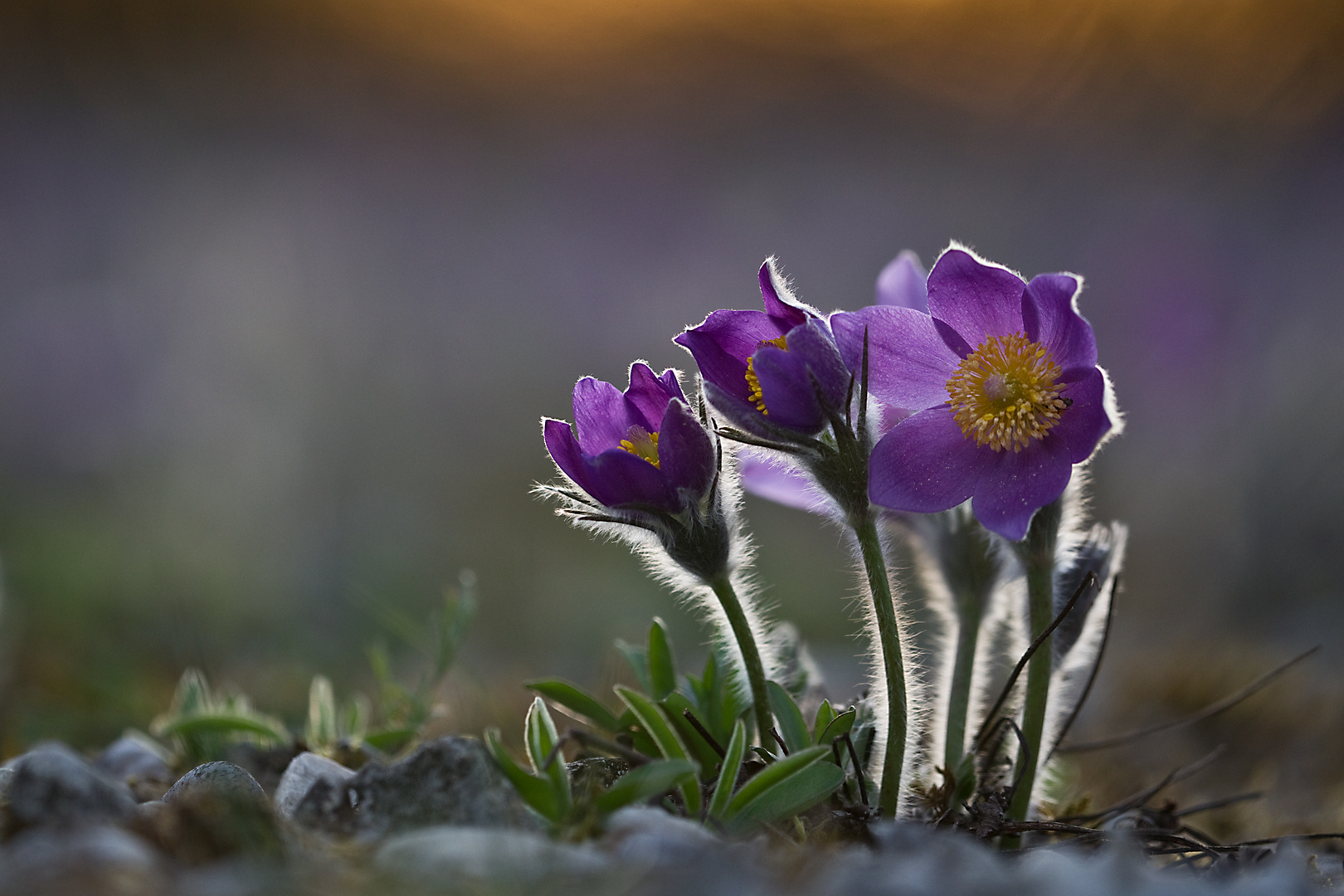 Erinnerung an den Frühling