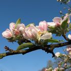 Erinnerung an den Frühling