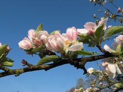 Erinnerung an den Frühling