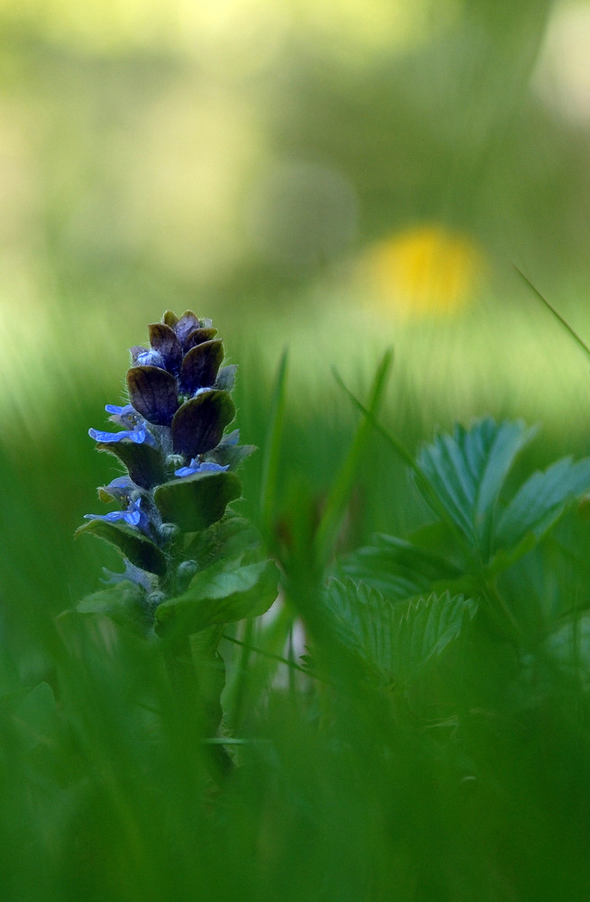 Erinnerung an den Frühling