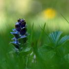 Erinnerung an den Frühling