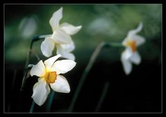 Erinnerung an den Frühling