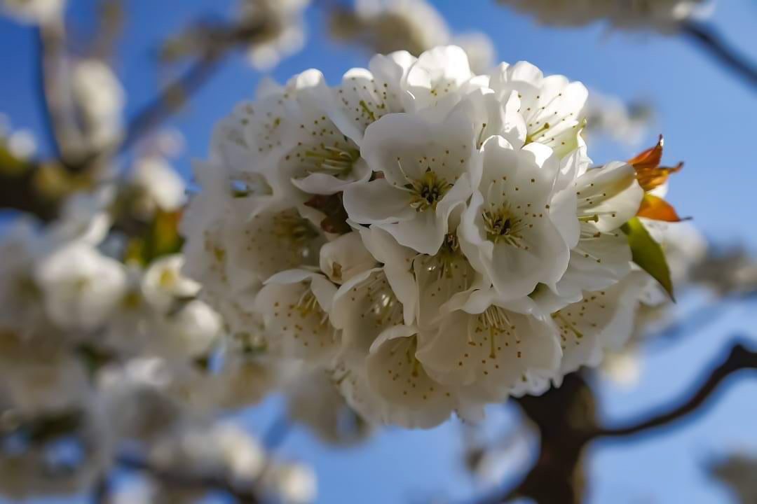 Erinnerung an den Frühling