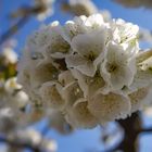 Erinnerung an den Frühling