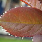 Erinnerung an den Frühling