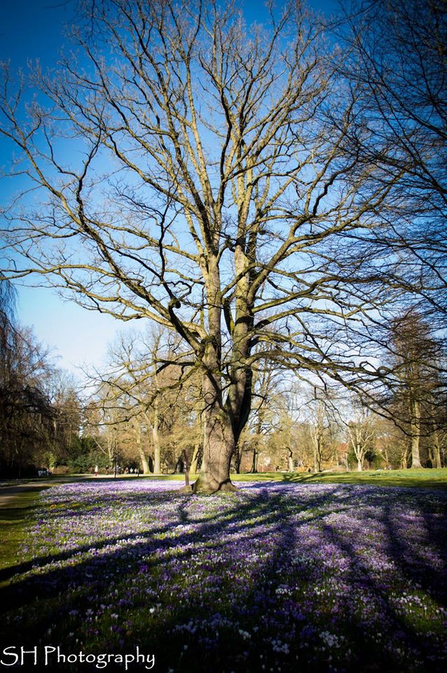 Erinnerung an den Frühling I