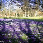 Erinnerung an den Frühling II